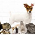 Animaux – Entretien avec un vétérinaire