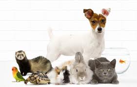 animaux domestiques