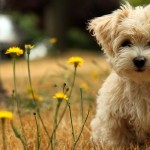 Ce que proposent les compagnies pour votre animal de compagnie