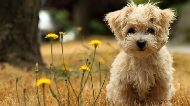 petits-animaux-chiens-automne-big